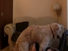 Rare beastiality sex video featuring a hoe in blindfolded whilst getting fucked by a large k9